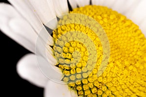 Oxeye Daisy Flower head