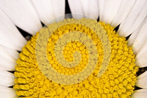 Oxeye Daisy Flower head