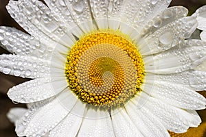 Oxeye daisy flower with water drops