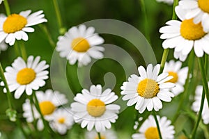 Oxeye daisy flower in yellow and white color in the meadow during summer