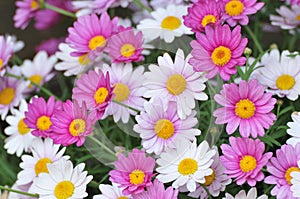Oxeye Daisy flowers photo