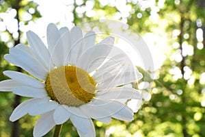 Oxeye daisy in the forest with sunburst