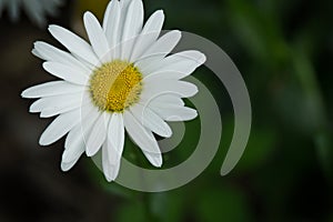 Oxeye Daisy - Leucanthemum Vulgare