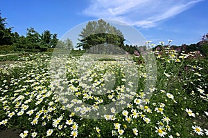 Oxeye daisy, Leucanthemum vulgare. Flowering of daisies in the summer green meadow in park. Chamomile flowers with long white