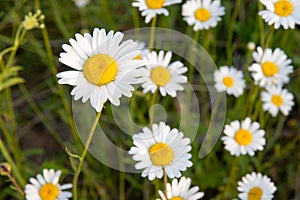 Oxeye Daisy in Ontario Canada in the Summer