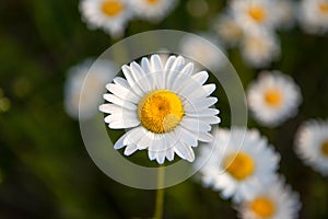 Oxeye Daisy in Ontario Canada in the Summer