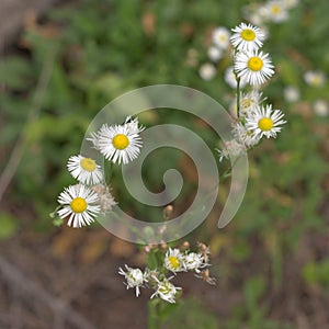 Oxeye daisy in the phase of active flowering. Closeup