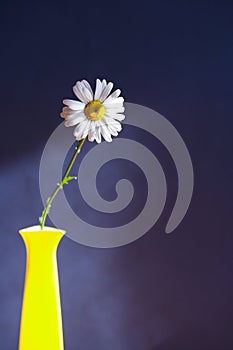 Oxeye Daisy In Vase