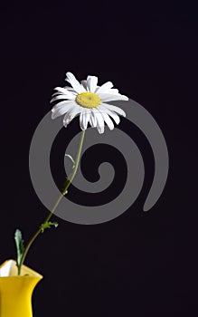 Oxeye Daisy In Vase