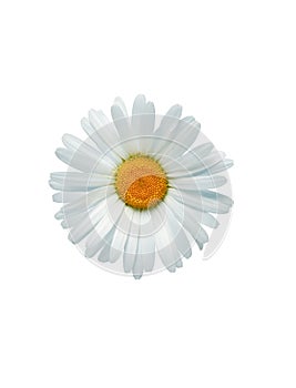 Oxeye Daisy In White