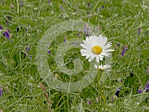 Oxeye daisyflower in a wild field