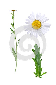 Oxeye and details