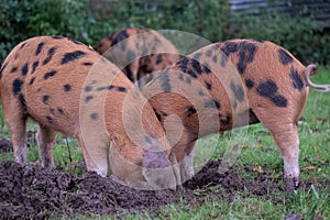 Oxford Sandy and Black pigs in the New Forest, Hampshire UK rooting for acorns during the traditional pannage season in autumn.