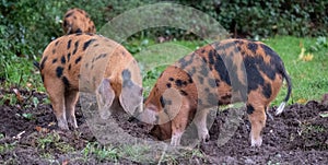 Oxford Sandy and Black pigs in the New Forest, Hampshire UK scouting for acorns during the traditional pannage season in autumn.