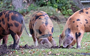 Oxford Sandy and Black pigs searching for acorns during pannage season in the New Forest, Hampshire, UK.