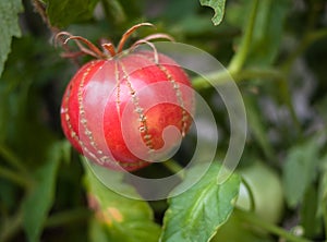 Oxheart Heirloom Tomato 2