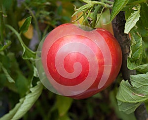 Oxheart Heirloom Tomato