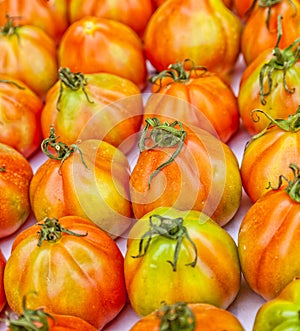 Oxheart tomato from Liguria