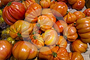 Oxheart tomatoes