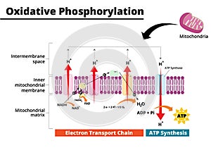 Oxidative phosphorylation process. Electron transport chain.