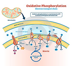 Oxidative phosphorylation vector illustration. Labeled metabolism scheme.