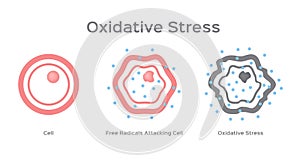 Oxidative Stress cell / free radical