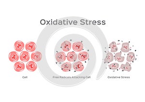 Oxidative Stress cell  / free radical