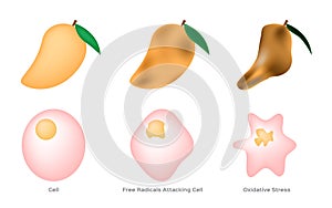 Oxidative Stress cell / free radical / mango