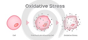 Oxidative Stress cell vector / free radical