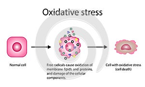 Oxidative stress, cellular damage, Free radicals cause oxidation e and damage of cellular components. vector illustration