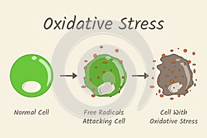 Oxidative Stress Diagram