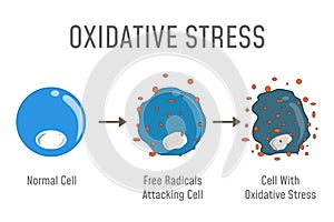 Oxidative Stress Diagram