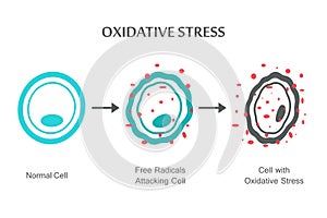 Oxidative Stress Diagram