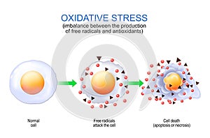 Oxidative stress. free radicals and antioxidants