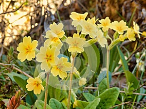 Oxlips - Primula elatior