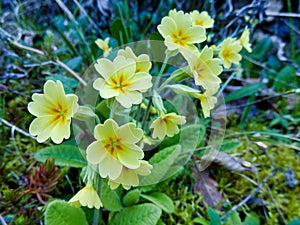 Oxlips - Primula elatior