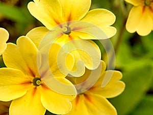 Oxlips - Primula elatior