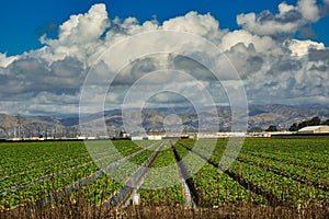 Oxnard farmland California photo