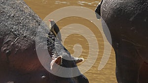 An oxpecker bird sits on a hippopotamus and climbs its neck in masai mara