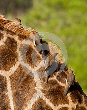 Oxpecker birds on giraffe