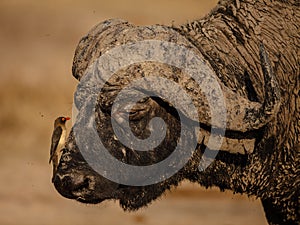 Oxpecker and Buffalo