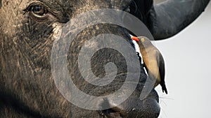 Oxpecker on Cape buffalo in Chobe National Park