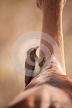 Oxpecker in Impalas neck