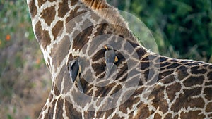 Oxpecker on the neck of a giraffe in masai mara, kenya