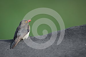 Oxpecker on a rhino against green