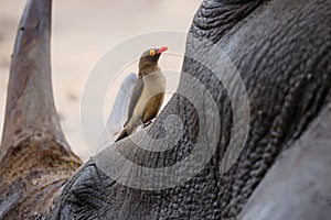 Oxpecker on a rhinoceros