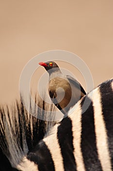 Oxpecker on Zebras back