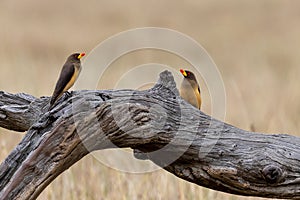 Oxpeckers, Kenya, Africa