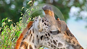 oxpeckers picking off insects and parasites