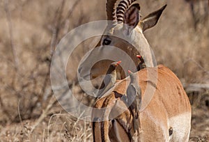 Oxpeckers Sitting on Impala